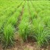 DRIED LEMONGRASS