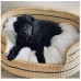 SEAGRASS PET BED